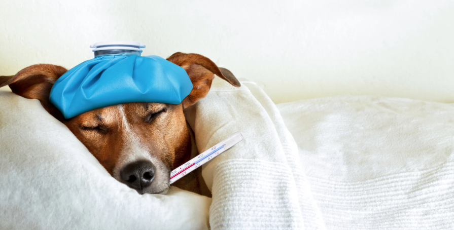 איך לטפל בכלב חולה